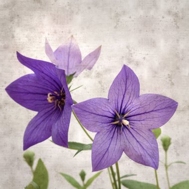 Platycodon grandiflorus, Çin çıngıraklı çıngıraklı çınar çiçekli eski kağıt kaplama desenli şık kare arka plan