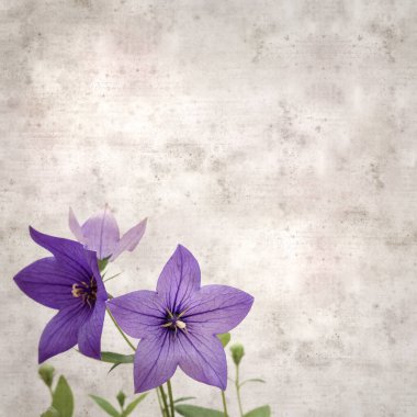 Platycodon grandiflorus, Çin çıngıraklı çıngıraklı çınar çiçekli eski kağıt kaplama desenli şık kare arka plan