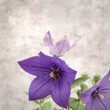 Platycodon grandiflorus, Çin çıngıraklı çıngıraklı çınar çiçekli eski kağıt kaplama desenli şık kare arka plan