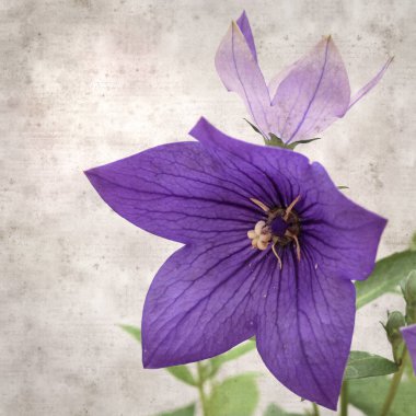 Platycodon grandiflorus, Çin çıngıraklı çıngıraklı çınar çiçekli eski kağıt kaplama desenli şık kare arka plan