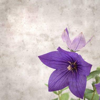 Platycodon grandiflorus, Çin çıngıraklı çıngıraklı çınar çiçekli eski kağıt kaplama desenli şık kare arka plan