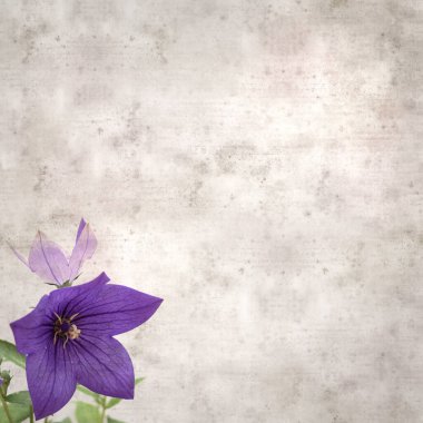 Platycodon grandiflorus, Çin çıngıraklı çıngıraklı çınar çiçekli eski kağıt kaplama desenli şık kare arka plan