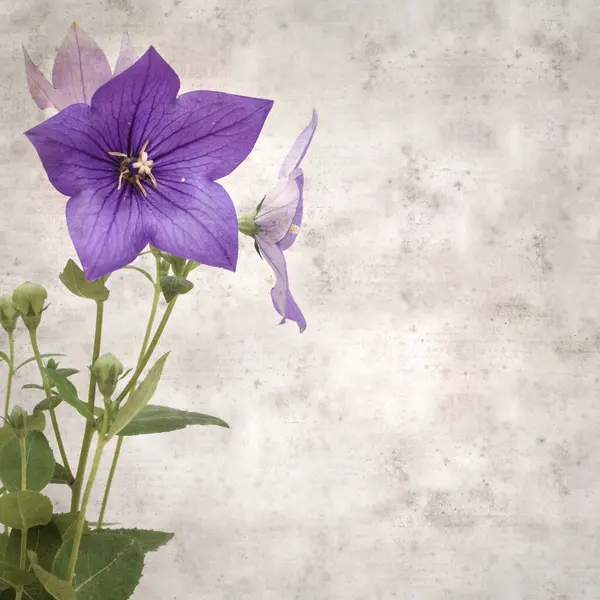 Platycodon grandiflorus, Çin çıngıraklı çıngıraklı çınar çiçekli eski kağıt kaplama desenli şık kare arka plan