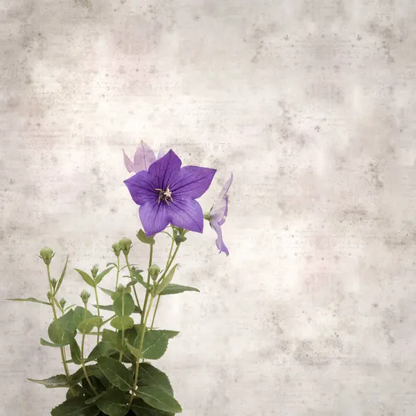 Platycodon grandiflorus, Çin çıngıraklı çıngıraklı çınar çiçekli eski kağıt kaplama desenli şık kare arka plan