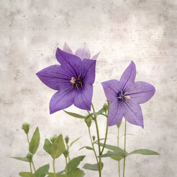 Platycodon grandiflorus, Çin çıngıraklı çıngıraklı çınar çiçekli eski kağıt kaplama desenli şık kare arka plan