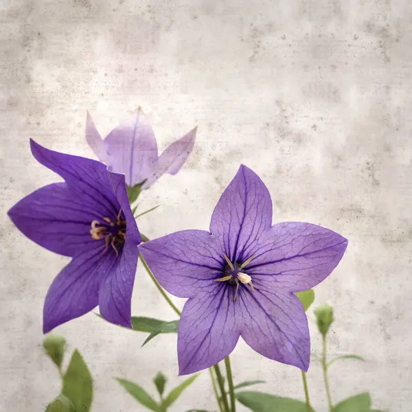 Platycodon grandiflorus, Çin çıngıraklı çıngıraklı çınar çiçekli eski kağıt kaplama desenli şık kare arka plan