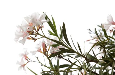 Çiçekli Neryum zakkum, zakkum, doğal makro çiçekli arka plan