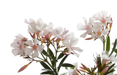 Çiçekli Neryum zakkum, zakkum, doğal makro çiçekli arka plan