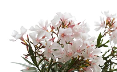 Çiçekli Neryum zakkum, zakkum, doğal makro çiçekli arka plan