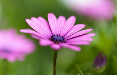 Çiçek açan Osteospermum, Afrika papatyası doğal çiçek arkaplanı