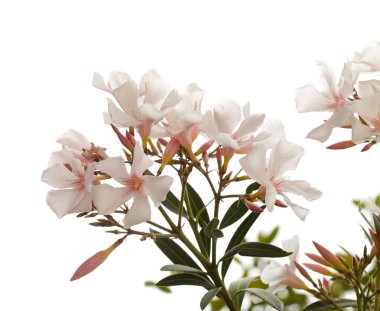 Çiçekli Neryum zakkum, zakkum, doğal makro çiçekli arka plan