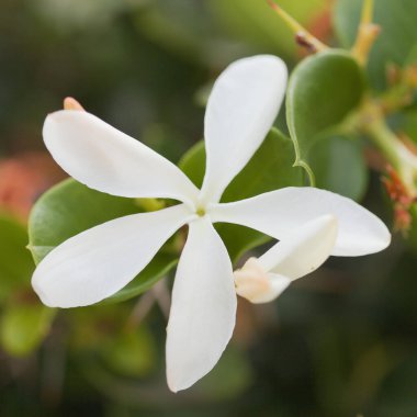 Carissa makrocarpa, Natal erik, doğal makro çiçek arkaplanı.