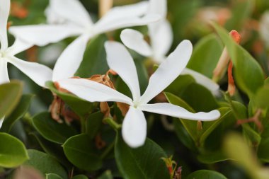 Carissa makrocarpa, Natal erik, doğal makro çiçek arkaplanı.