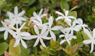 Carissa makrocarpa, Natal erik, doğal makro çiçek arkaplanı.