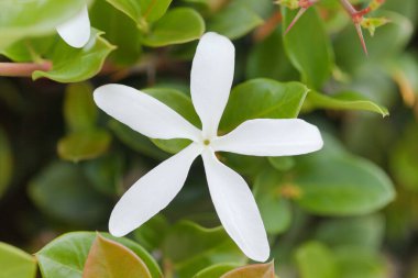 Carissa makrocarpa, Natal erik, doğal makro çiçek arkaplanı.