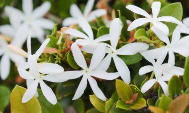 Carissa makrocarpa, Natal erik, doğal makro çiçek arkaplanı.