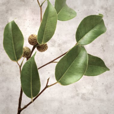 Ficus benjamina ve ağlayan incirli eski kağıt kaplamalı şık bir kare.