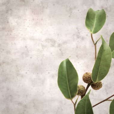 Ficus benjamina ve ağlayan incirli eski kağıt kaplamalı şık bir kare.