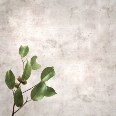 Ficus benjamina ve ağlayan incirli eski kağıt kaplamalı şık bir kare.