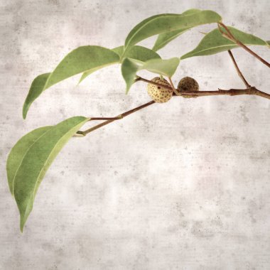Ficus benjamina ve ağlayan incirli eski kağıt kaplamalı şık bir kare.