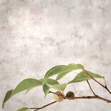 Ficus benjamina ve ağlayan incirli eski kağıt kaplamalı şık bir kare.