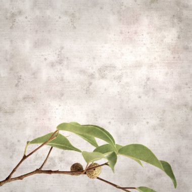 Ficus benjamina ve ağlayan incirli eski kağıt kaplamalı şık bir kare.