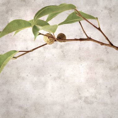 Ficus benjamina ve ağlayan incirli eski kağıt kaplamalı şık bir kare.