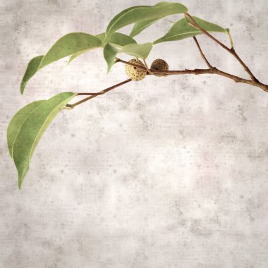 Ficus benjamina ve ağlayan incirli eski kağıt kaplamalı şık bir kare.