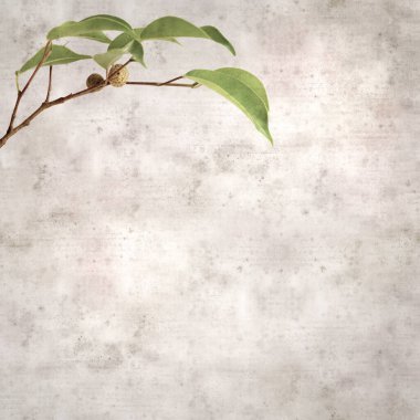 Ficus benjamina ve ağlayan incirli eski kağıt kaplamalı şık bir kare.