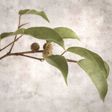 Ficus benjamina ve ağlayan incirli eski kağıt kaplamalı şık bir kare.