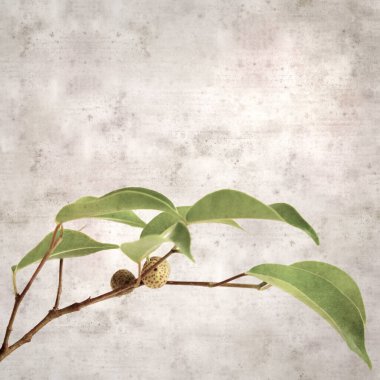 Ficus benjamina ve ağlayan incirli eski kağıt kaplamalı şık bir kare.