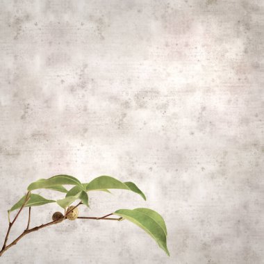 Ficus benjamina ve ağlayan incirli eski kağıt kaplamalı şık bir kare.