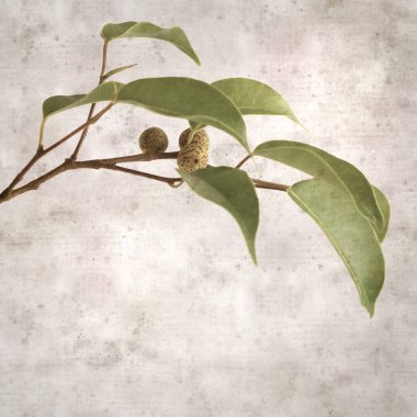 Ficus benjamina ve ağlayan incirli eski kağıt kaplamalı şık bir kare.