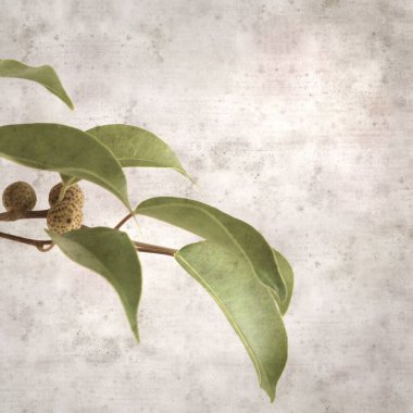 Ficus benjamina ve ağlayan incirli eski kağıt kaplamalı şık bir kare.