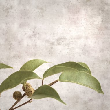 Ficus benjamina ve ağlayan incirli eski kağıt kaplamalı şık bir kare.
