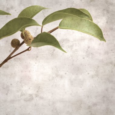Ficus benjamina ve ağlayan incirli eski kağıt kaplamalı şık bir kare.