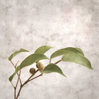 Ficus benjamina ve ağlayan incirli eski kağıt kaplamalı şık bir kare.