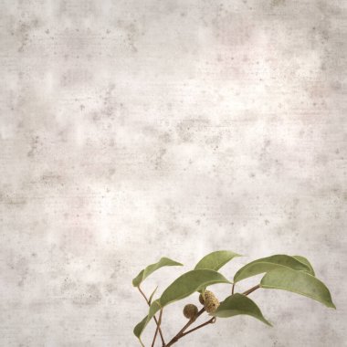 Ficus benjamina ve ağlayan incirli eski kağıt kaplamalı şık bir kare.