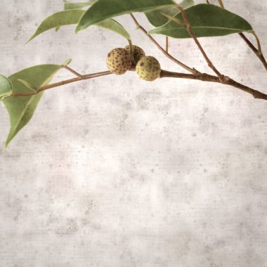 Ficus benjamina ve ağlayan incirli eski kağıt kaplamalı şık bir kare.
