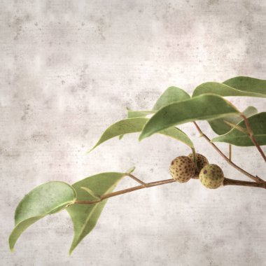 Ficus benjamina ve ağlayan incirli eski kağıt kaplamalı şık bir kare.