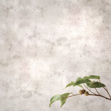 Ficus benjamina ve ağlayan incirli eski kağıt kaplamalı şık bir kare.