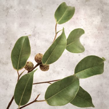 Ficus benjamina ve ağlayan incirli eski kağıt kaplamalı şık bir kare.