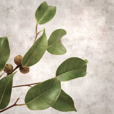Ficus benjamina ve ağlayan incirli eski kağıt kaplamalı şık bir kare.