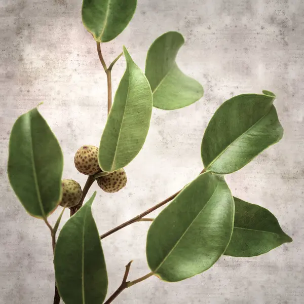 Ficus benjamina ve ağlayan incirli eski kağıt kaplamalı şık bir kare.