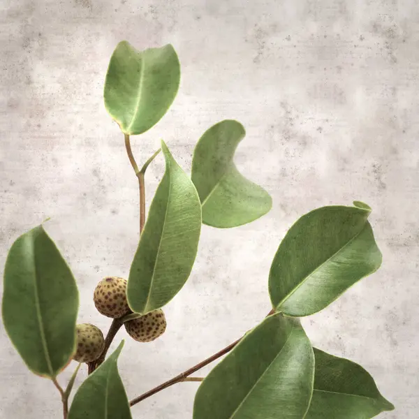 Ficus benjamina ve ağlayan incirli eski kağıt kaplamalı şık bir kare.