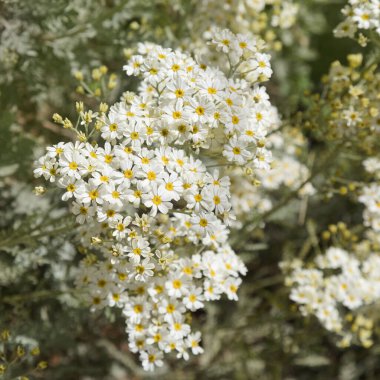 Gran Canaria 'dan Flora - Gonospermum ptarmiciflorum, gümüş tansi, adaya özgü ve vahşi, doğal makro çiçekli arka planda nesli tükenmekte olan