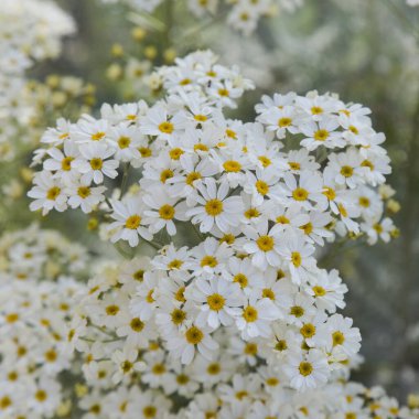 Gran Canaria 'dan Flora - Gonospermum ptarmiciflorum, gümüş tansi, adaya özgü ve vahşi, doğal makro çiçekli arka planda nesli tükenmekte olan