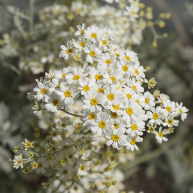 Gran Canaria 'dan Flora - Gonospermum ptarmiciflorum, gümüş tansi, adaya özgü ve vahşi, doğal makro çiçekli arka planda nesli tükenmekte olan