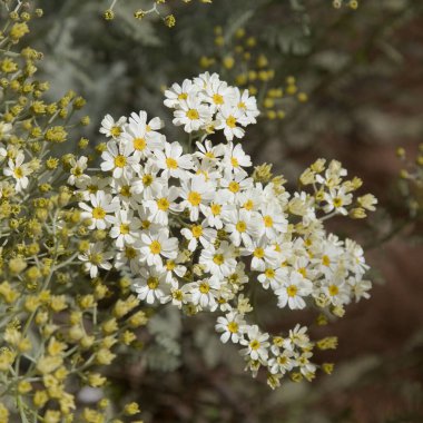 Gran Canaria 'dan Flora - Gonospermum ptarmiciflorum, gümüş tansi, adaya özgü ve vahşi, doğal makro çiçekli arka planda nesli tükenmekte olan