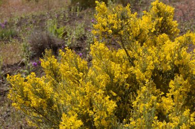 Gran Canaria 'dan Flora - Teline microphylla' nın parlak sarı çiçekleri, adaya özgü süpürge türleri, doğal makro çiçekli arka plan